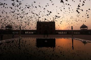 Pigeons fly inside the Jama Masjid in the old quarters of Delhi