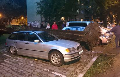 Dan poslije nevremena srušilo se drvo i palo na automobile