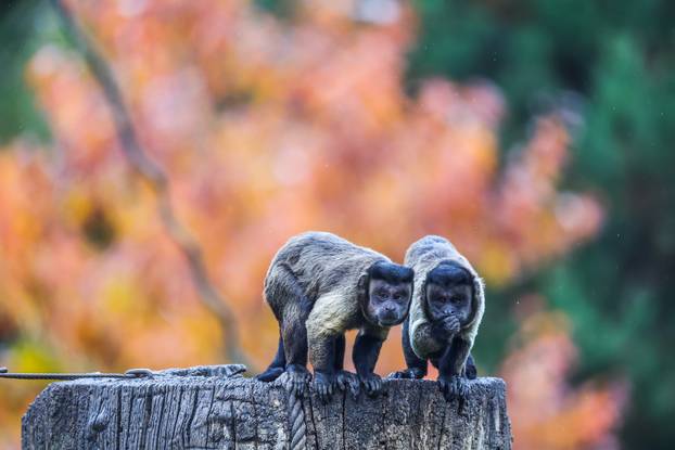 Zagreb: U Zoološkom vrtu organizirana podjela slasnih bundeva životinjama