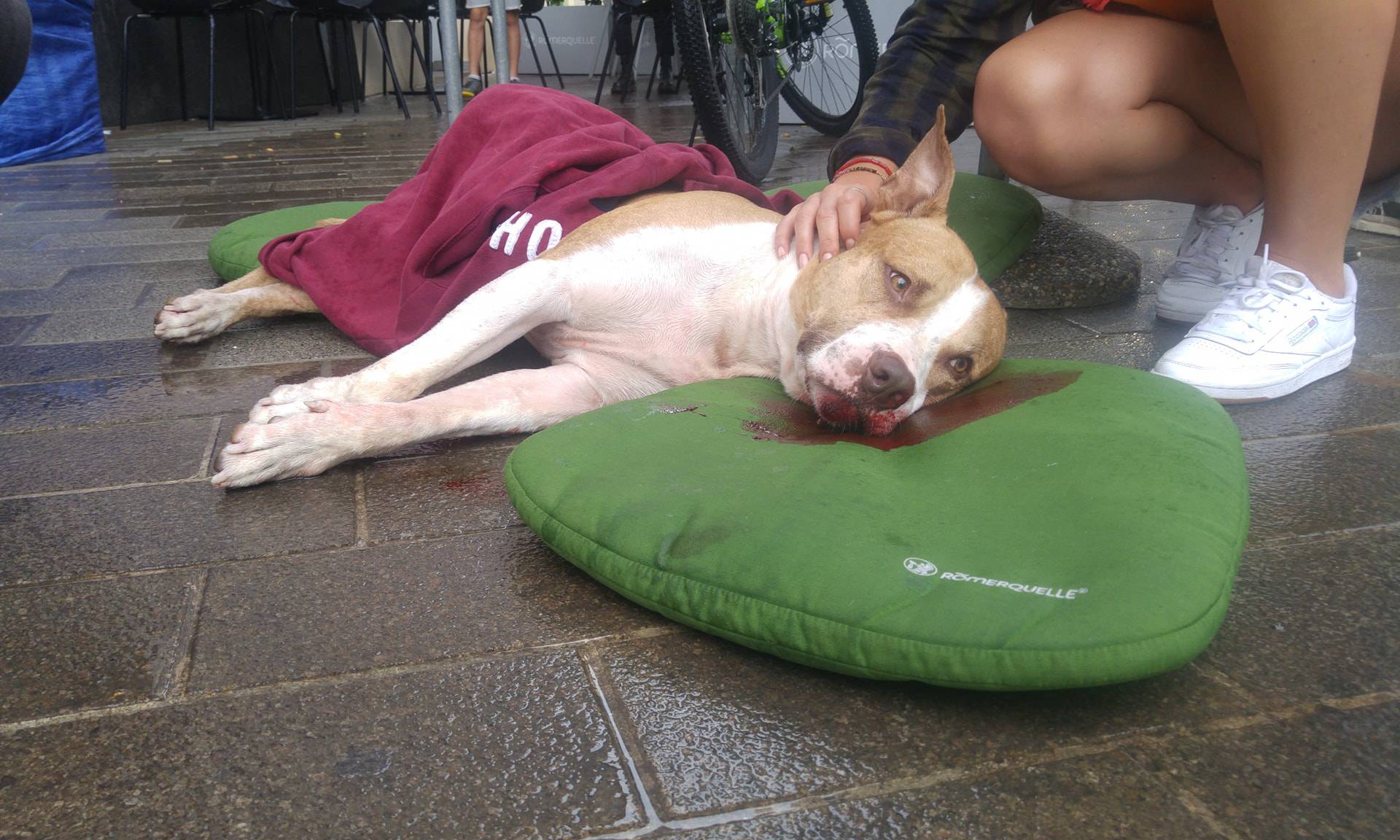Pas u Tkalči pao s 15 metara: 'Turisti su ga pokrivali dekom'