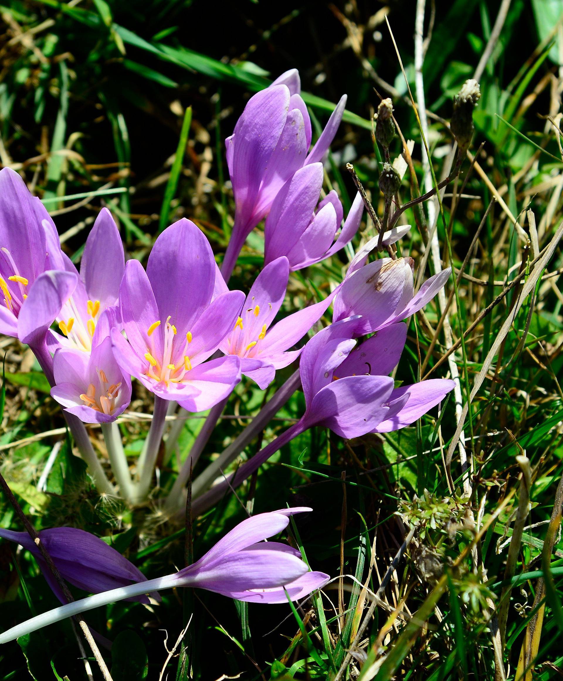 Botany, nature, plants