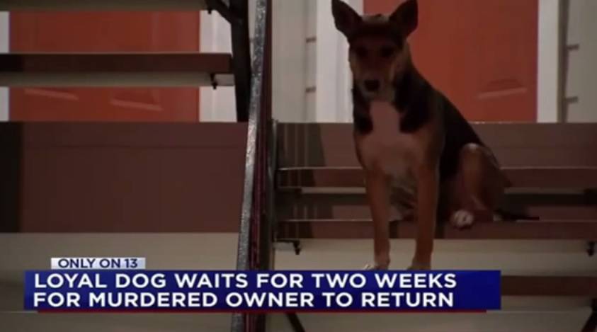 Pas strpljivo čeka ispred stana gazdu koji je ubijen u pucnjavi