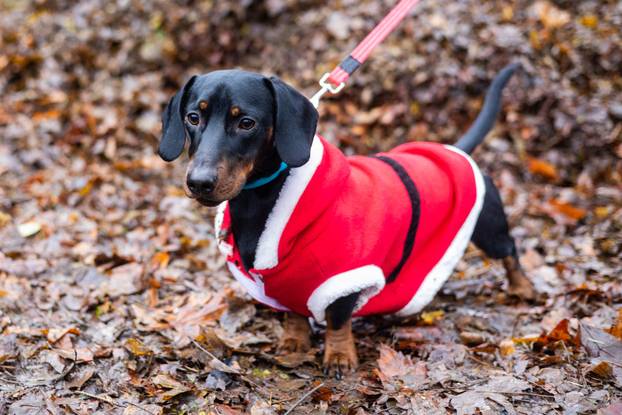 Zagreb: Adventska špica jazavčara 