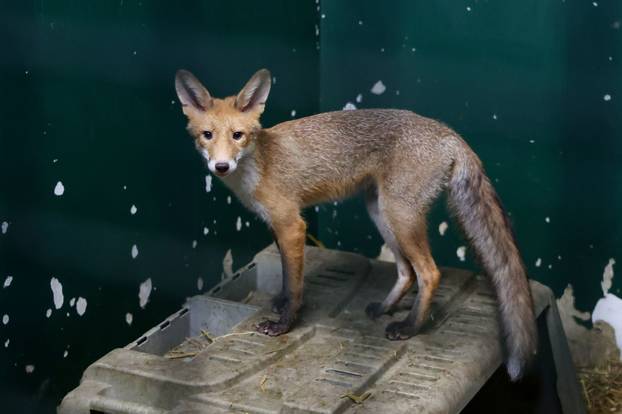 Oporavilište zagrebačkog ZOO-a skrbi za šest mladih lisica koje su zalutale u grad