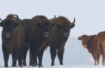 Krava pobjegla u divljinu pa se pridružila krdu divljih bizona