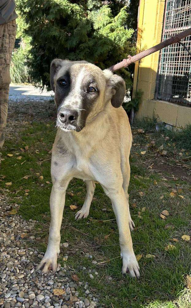 FOTO Ovo su oduzeti psi iz romskog naselja. U jednom danu spasili ih 37! Udomite ih