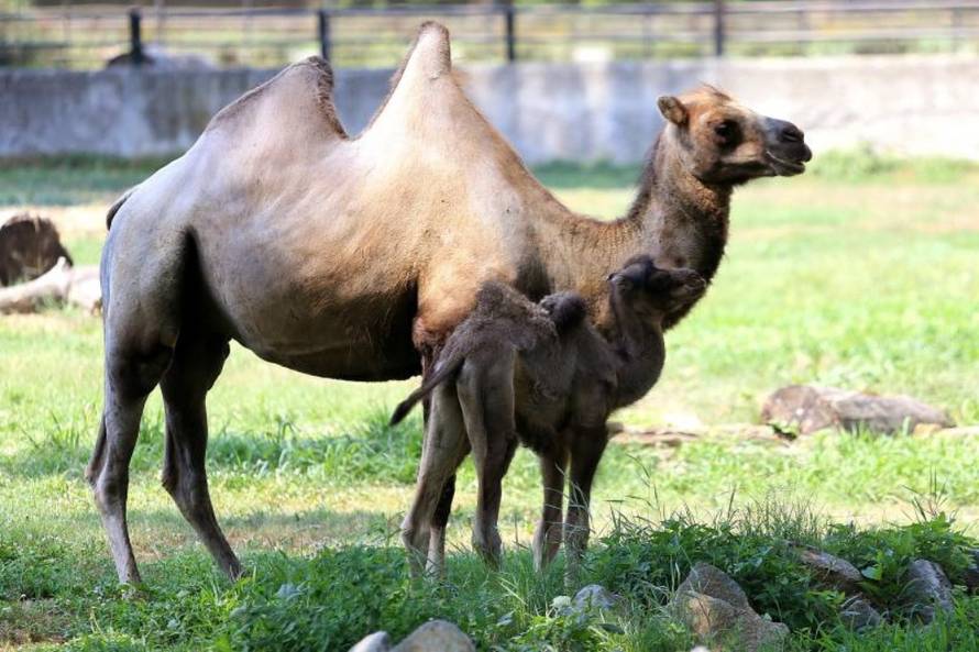 Davor javorovic/PIXSELL