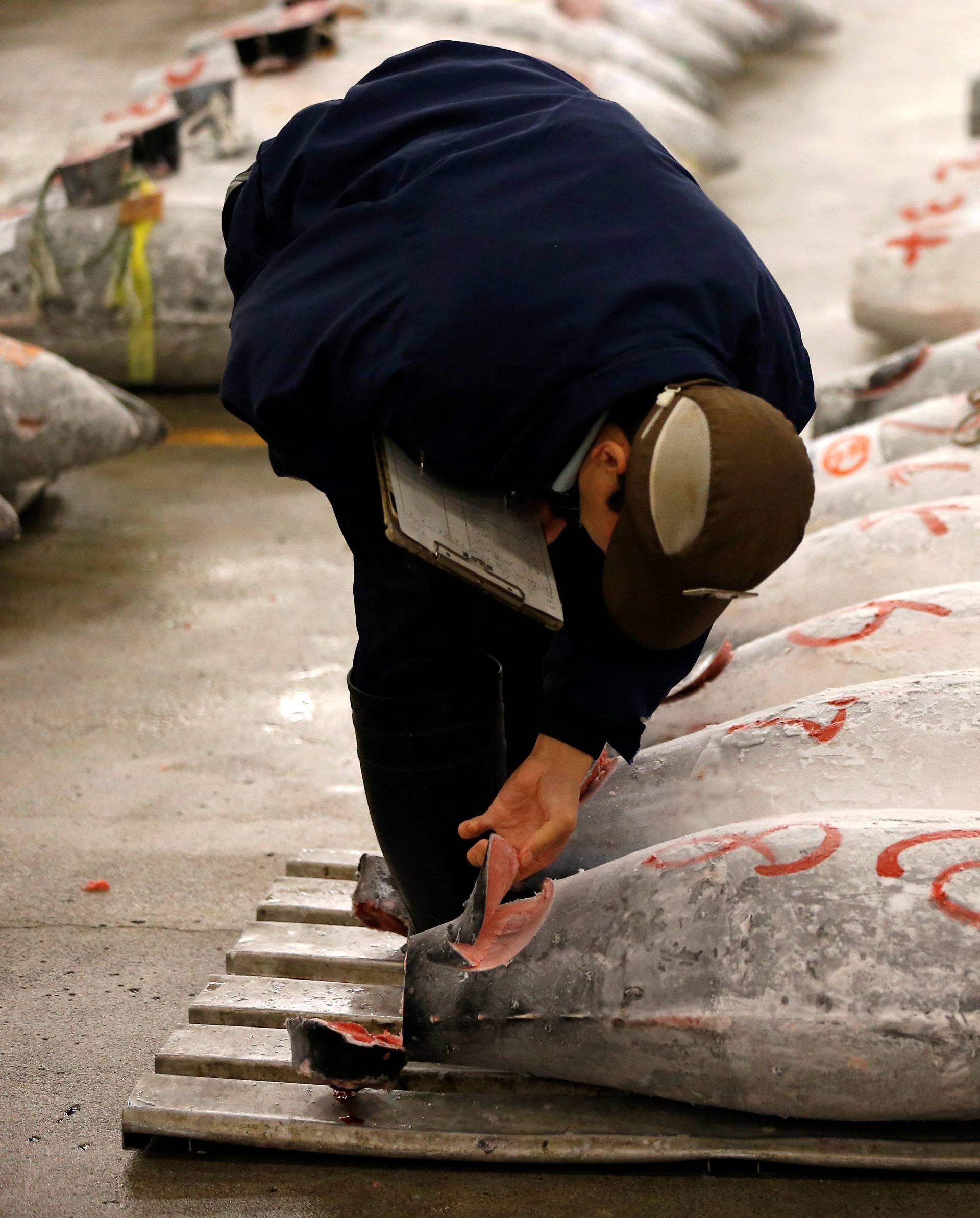 A wholesaler checks the quality of frozen tuna displayed at the Tsukiji fish market before the New Year's auction in Tokyo, Japan