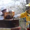 Ministarstvo poljoprivrede najavljuje potpore za pčelare pogođene pomorom pčela