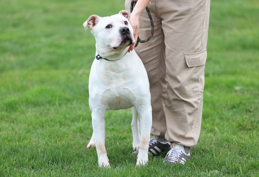 Zagreb: Napušteni psi u Dumovcu