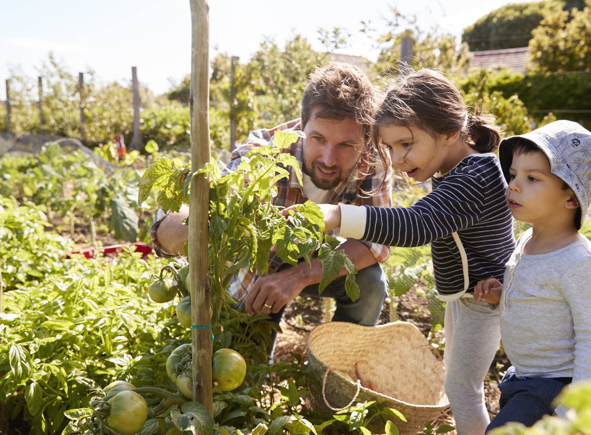 Father And Children Looking At Tomatoes Growing On Allotment