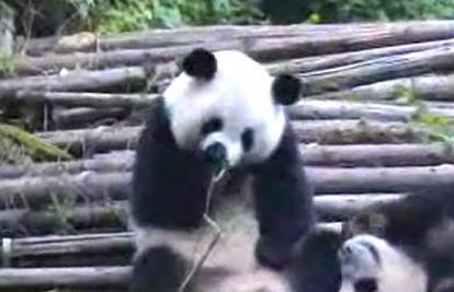 Simpatična panda ima urnebesni napadaj kihanja