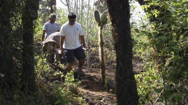 Last specimen of subspecies of giant tortoise dies in Galapagos