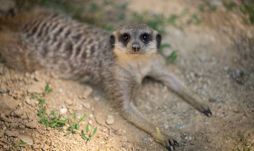 FOTO Ove ZOO face znaju što je gušt: Pogledajte kako životinje ljetno ljenčare tijekom vrućina