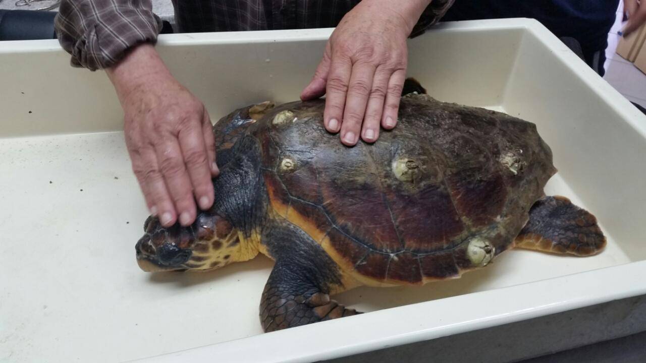 Vratili ju u more: Želvi su čak  40 minuta vadili udicu iz usta
