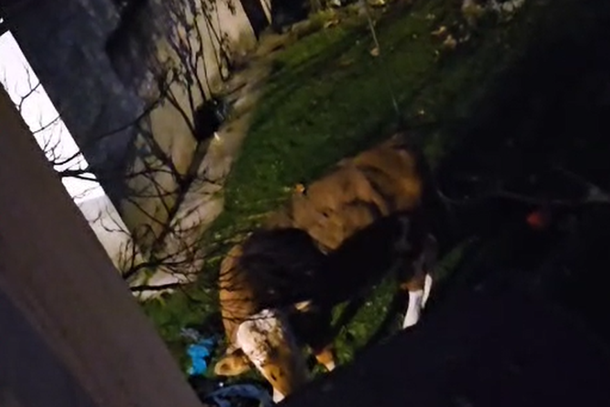 Bijesni bik hara selom: 'Djeca se boje i ne izlaze van. Uništava aute i napada ljude'