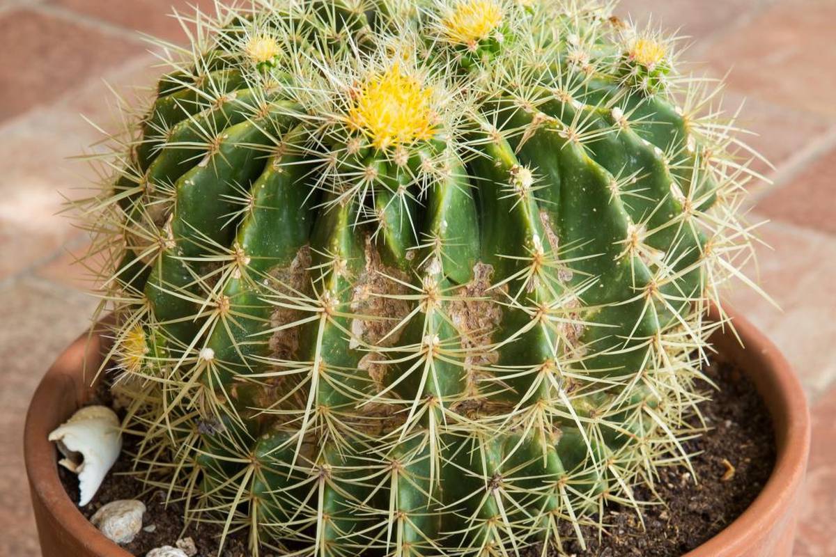 Upoznavanje kaktus Divna kigaku:
