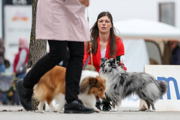 Izložba pasa svih pasmina ispred shopping centra Westgate City u Zaprešiću