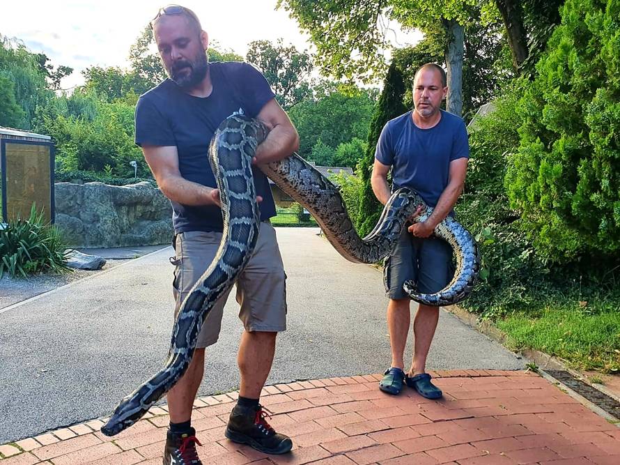 Impresivni primjerak na Jarunu: Uhitili muškarca pa mu u stanu našli pitona dugog 5,5 metara!