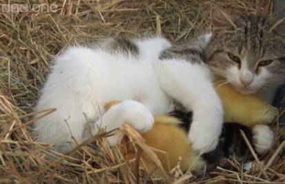 Ovo se ne viđa često: Mama mačka udomila tri pačića
