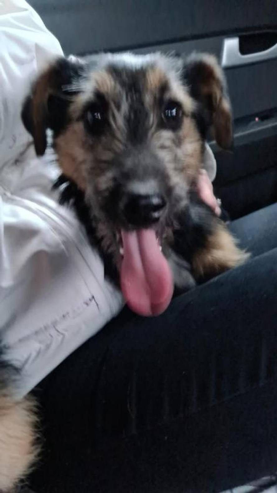 I ljubimci stradali u potresu sada trebaju krov nad glavom