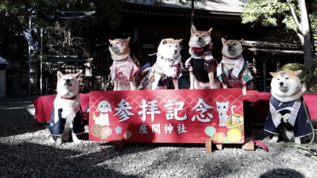 Vlasnici pasa u Japanu mole se za svoje ljubimce u posebnom ritualu: 'Oni su nam kao djeca'