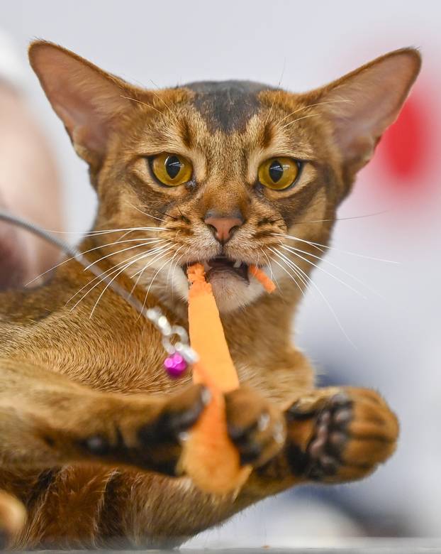 Zagreb: Međunarodna izložba mačaka WCF Cat Olimpia 2025