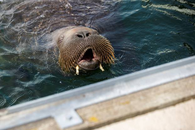 Freya the walrus swims in Oslo's Frognerkilen bay