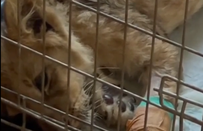 Pronađeno mladunče lavice u Srbiji nije dobro: 'Stanje je loše, treba vremena da rane zarastu'