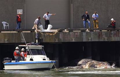 San Francisco: Uginuli kit se nasukao pod pristaništem