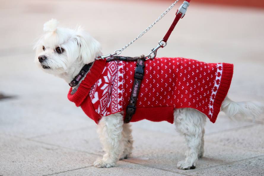 U Crikvenici održan Dog New Year's party, novogodišnji party za četveronožne ljubimce