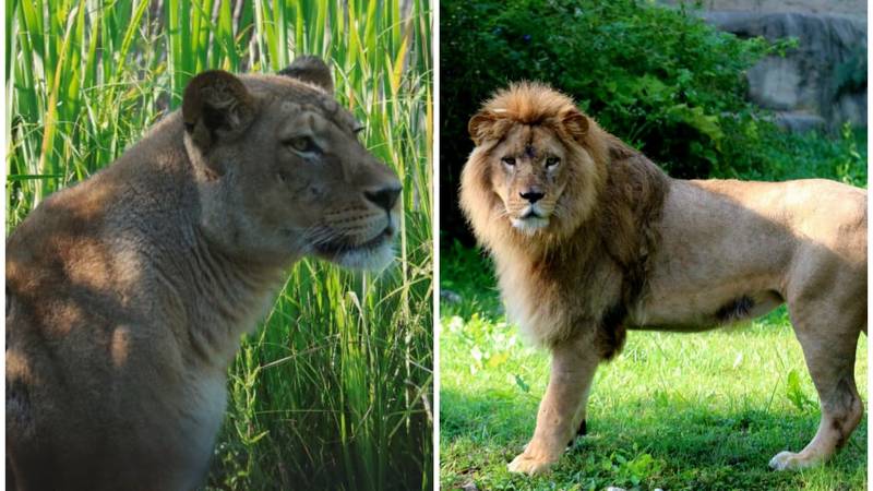 TUGA Lav ubio lavicu u ZOO vrtu u Zagrebu! Stigli su nedavno