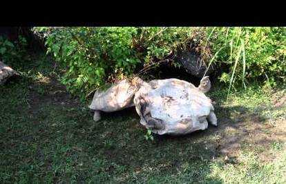 Stigla 'pomoć na cesti': Jedna kornjača vratila drugu na noge