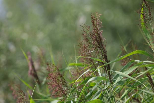 Zagreb: Šoderice Blato omiljeno su okupljalište lokalnih ribiča