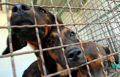 Bukurešt traži 'zeleno svjetlo' za eutanaziju 65 tisuća pasa