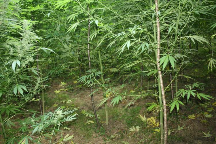 U šumi kod Samobora otkrili plantažu marihuane, traže tko se dobro brinuo o svojoj 'travi'
