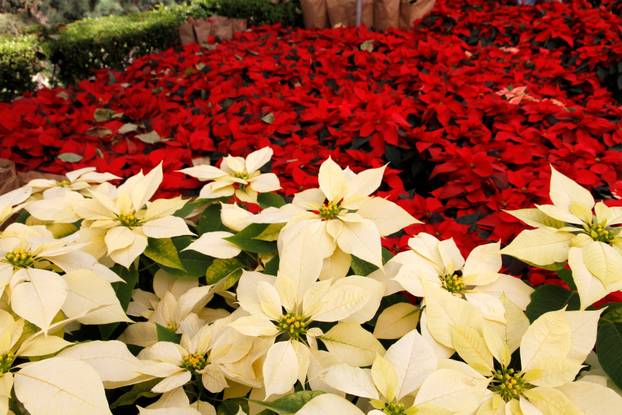Poinsettia Flower Festival, Mexico City, Mexico - 03 Dec 2021