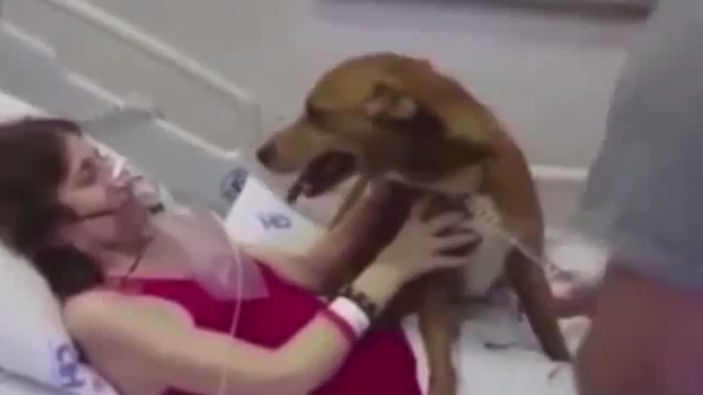 Posljednji pozdrav: Pas došao u bolnicu oprostiti se od vlasnice