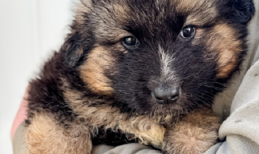 &Scaron;tene Kiko je u potrazi za velikim srcem i dvori&scaron;tem