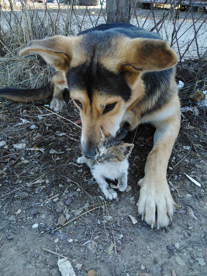 'Uzmite nas skupa': Lesi i Tom sada su zajedno u skloništu