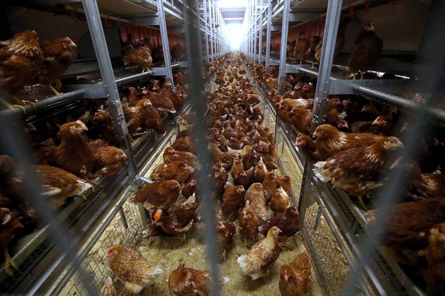 Ivanić-Grad: Premijer Plenković posjetio novu farmu kokoši nesilica Lukač d.o.o.