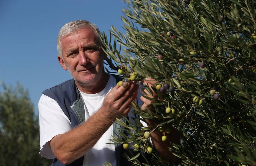 Ako se ulje ne isplati, zaradu će donijeti i plod te list masline
