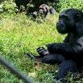 Znanstvenici su izradili prvu genetsku kartu čimpanza u borbi protiv ilegalne trgovine