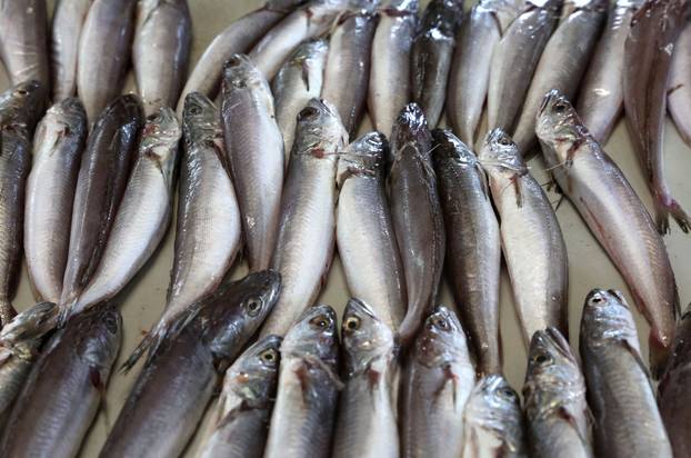 Šibenik: Ponuda na šibenskoj ribarnici