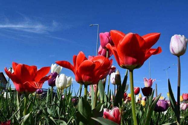 Slavonski Brod: Šarene cvjetne gredice rascvjetalih tulipana svojom ljepotom krase gradske parkove