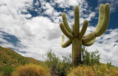 Globalno zatopljenje loše utječe i na kaktuse, prijeti i izumiranje