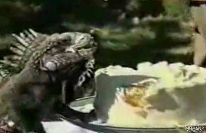 Šok na vjenčanju: Iguana im pojela svadbenu tortu