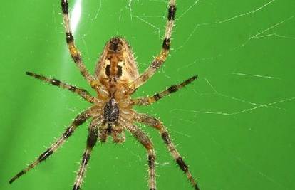 Super-materijale će graditi otkrićima iz paukovih niti