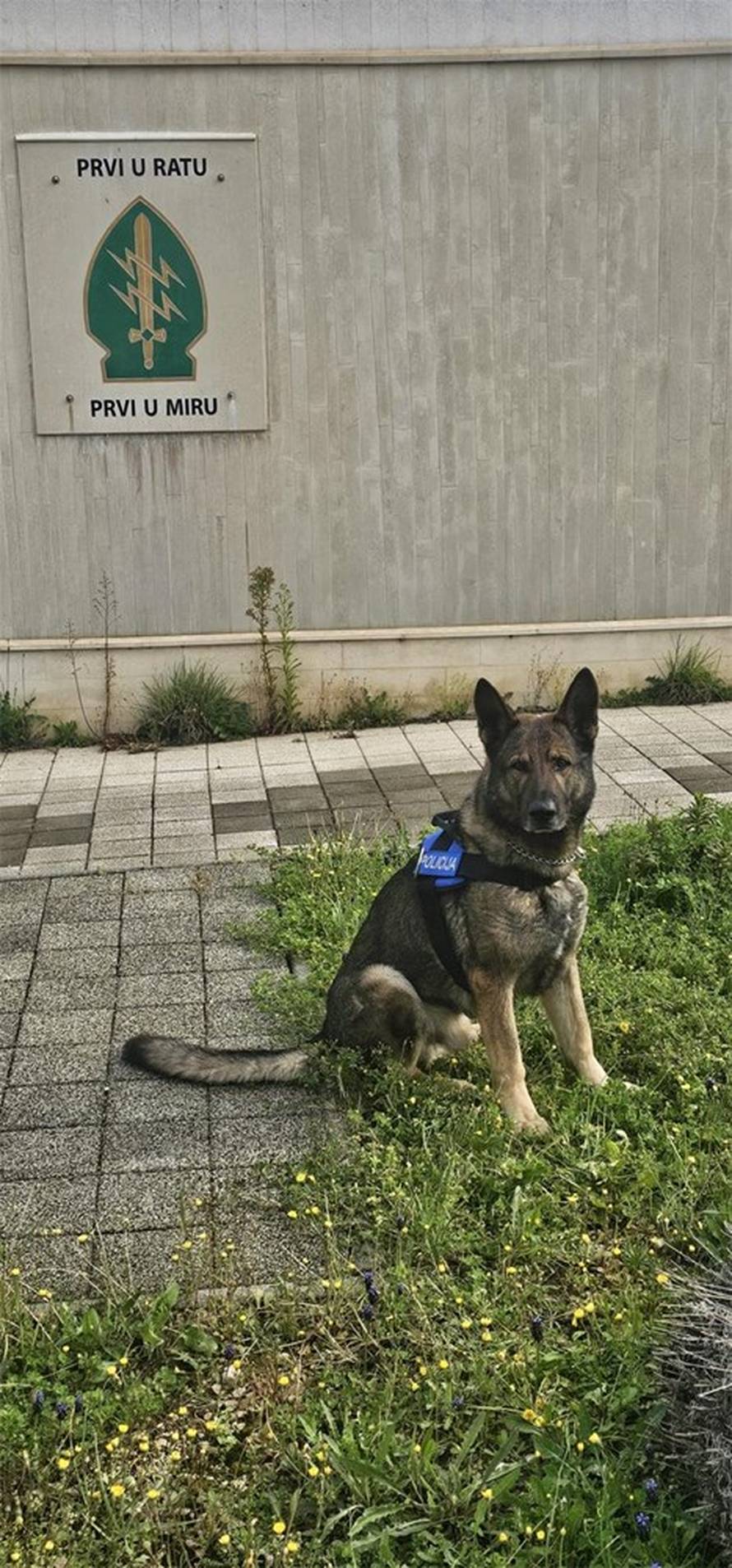 FOTO Zaustavili ih kod Vodica, policijski pas pronašao kokain na zadnjem sjedištu. Uhitili ih