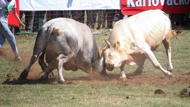 Borba bikova i natjecanje u starim seoskim disciplinama